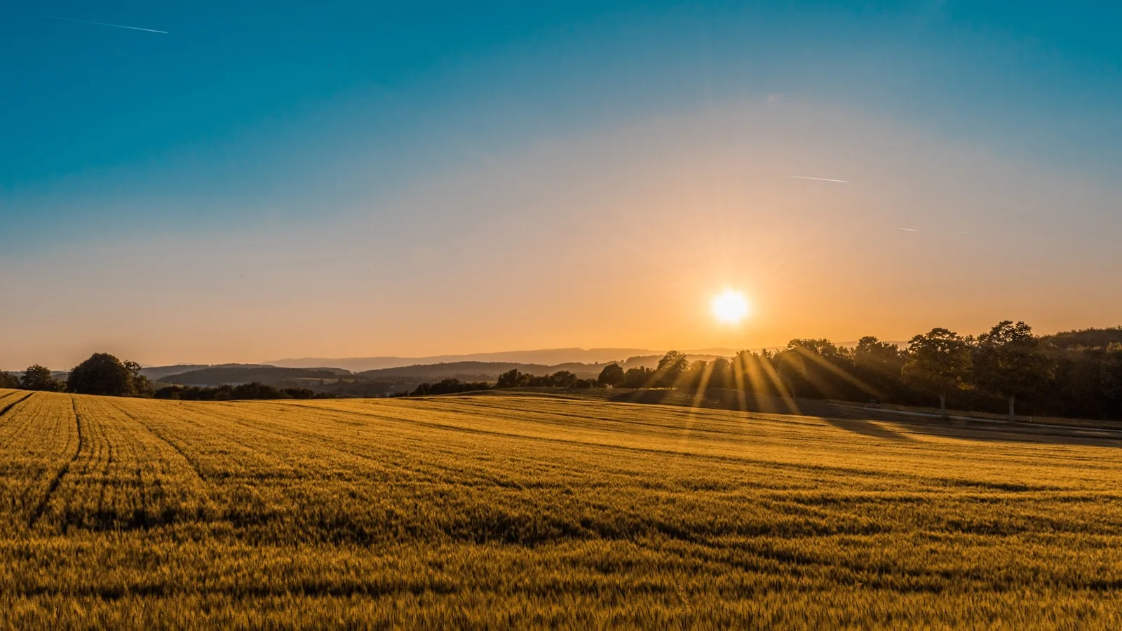 Champ de blé en jachère sous une lumière froide, fin d'automne en Picardie.